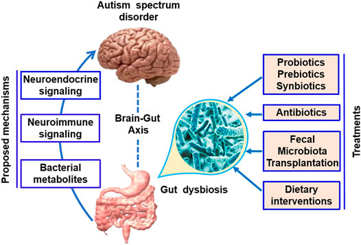 gut brain axis