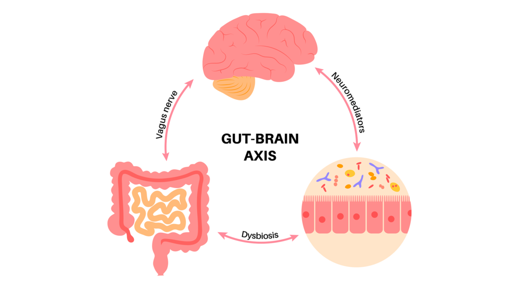 gut brain axis autism